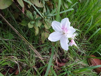 白いツツジの花も、数輪見られます。