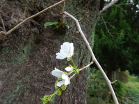 桜色の花が、数輪見られます。